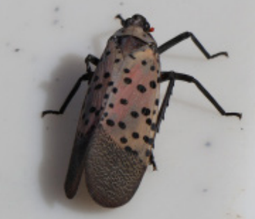 Buggin’ Out: The Spotted Lanternfly Infestation