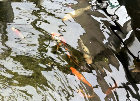 New Koi Fish Bring Beauty to Poly