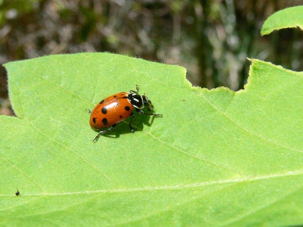 Encountering Ladybugs: Childhood Luck